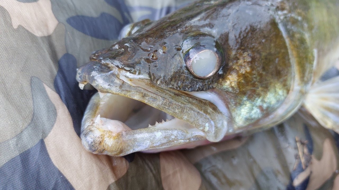 394# Het Supertrio; snoekbaars, snoek en baars