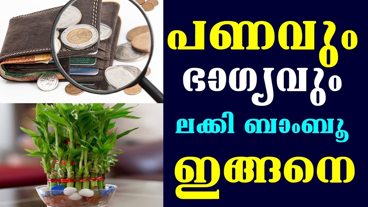 ലക്കി ബാംബൂ ഇങ്ങിനെ പണവും ഭാഗ്യവും കൂടെ പോരും