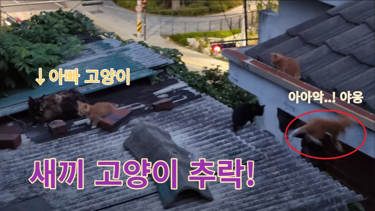 20230524 - 지붕위의 새끼 고양이 추락 사고! 드디어 아빠 고양이 등장!