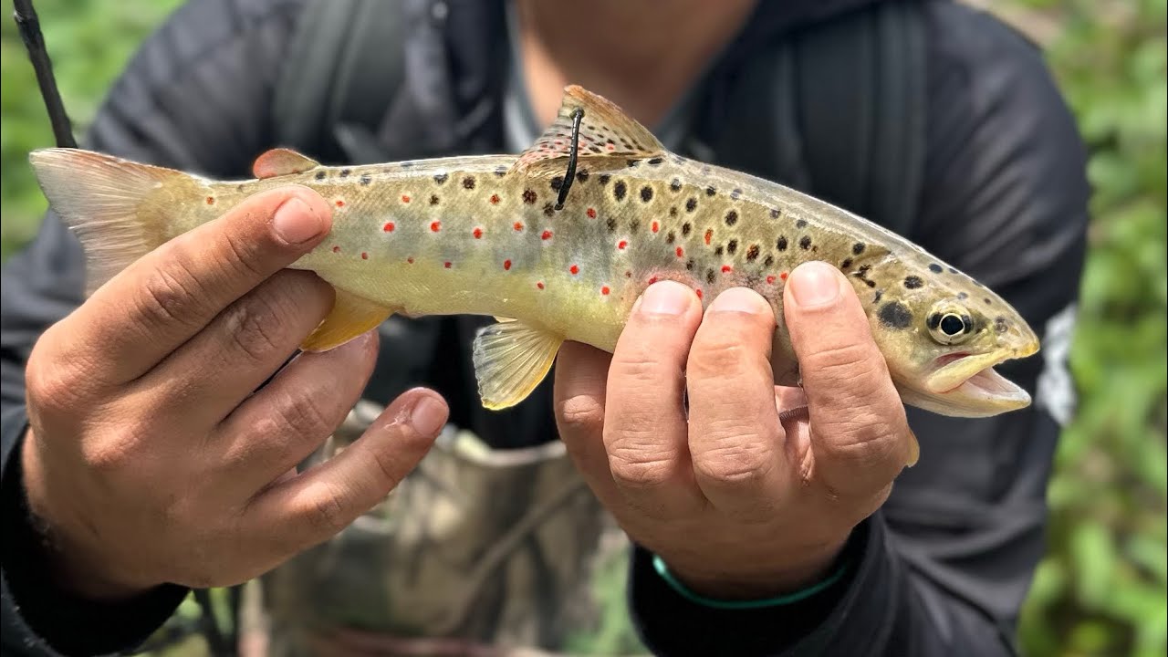 Spinnning la CLEAN sau spinning la PASTRAV? 😅 pescuit 2024 pe râuri de munte - [trout fishing]
