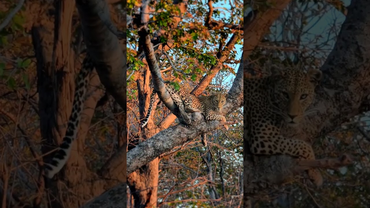 Leopard in Tree - Chobe National Park, Botswana #whatisee