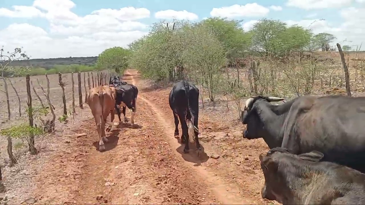 Pessoal estamos sofrendo com a estiagem no sertão 
