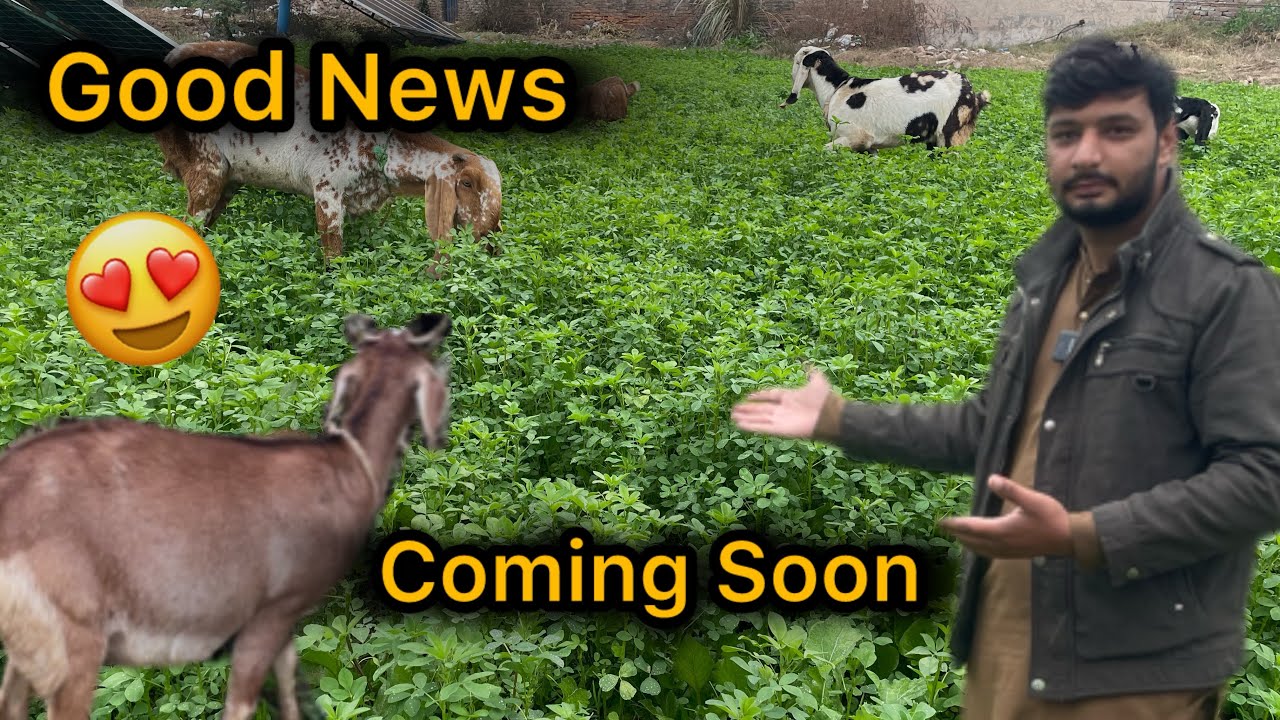 Big Good News Coming Soon From My Goat 🐐 Ch Yaseen Vlogs