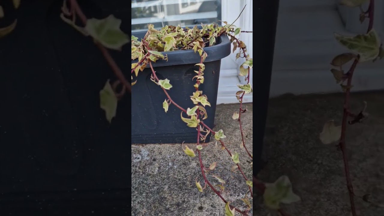 Spring time# Flowers