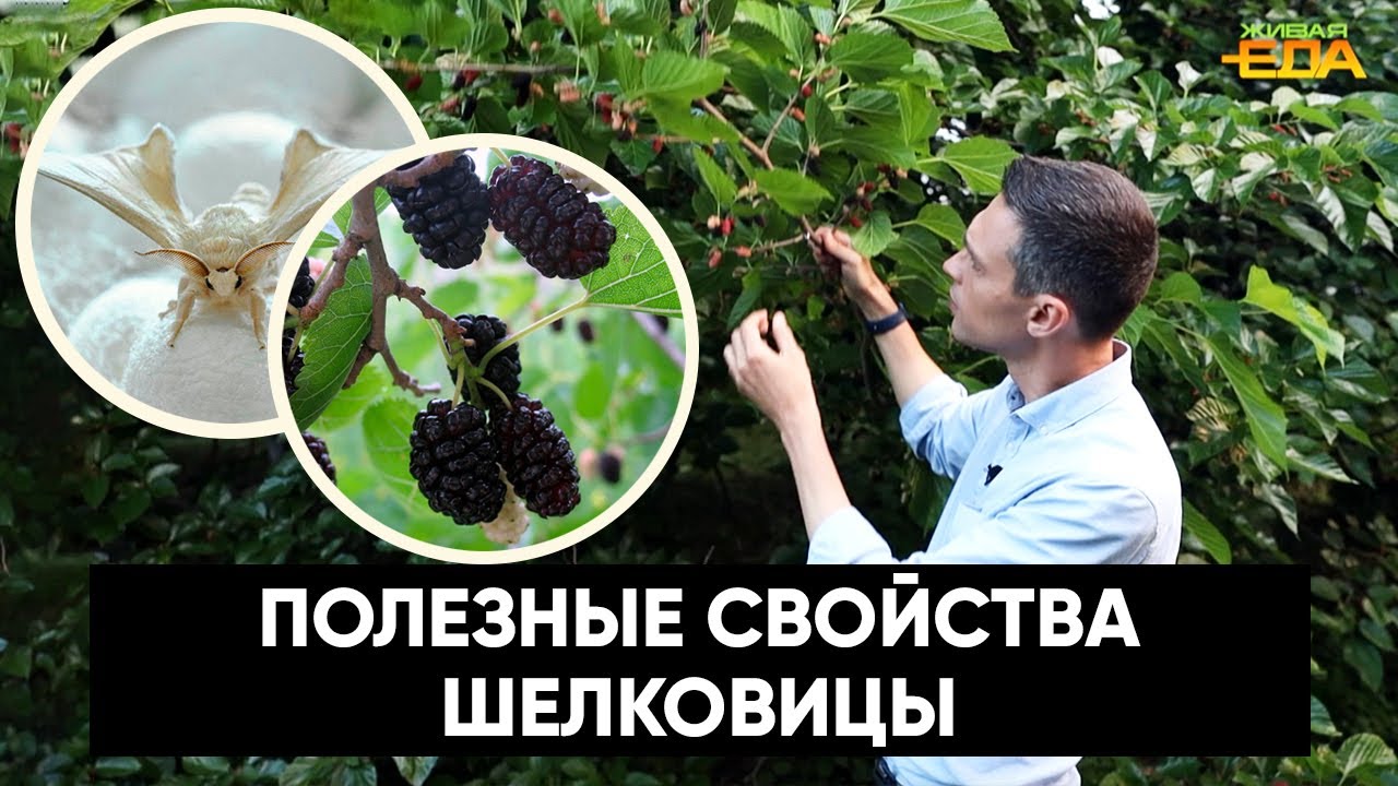 Шелковица — что это такое и с чем ее едят | Путешествие в Дагестан