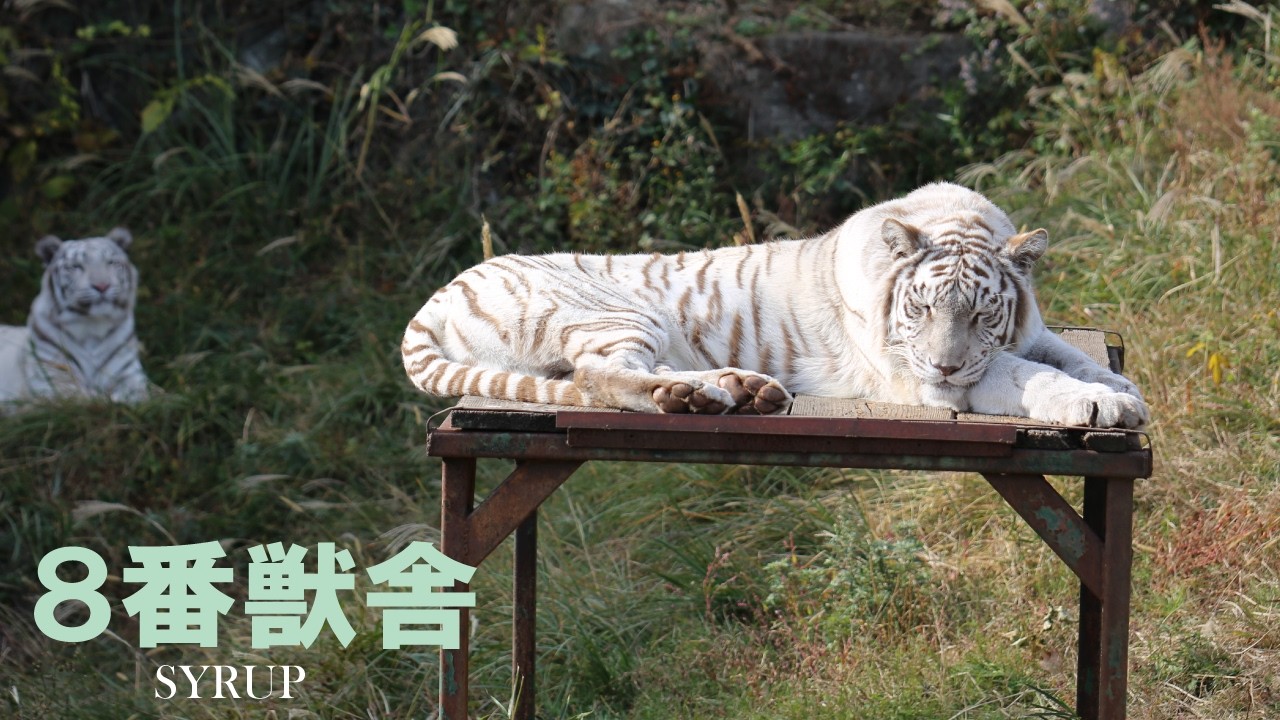 「3月18日」8番獣舎シロップファミリーライブ配信