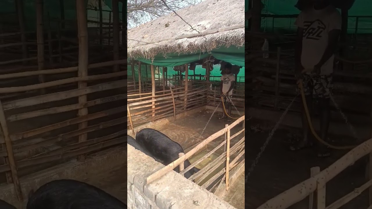 ||TND PIG FARM || SUAR FARM || SUKRI FARM ||