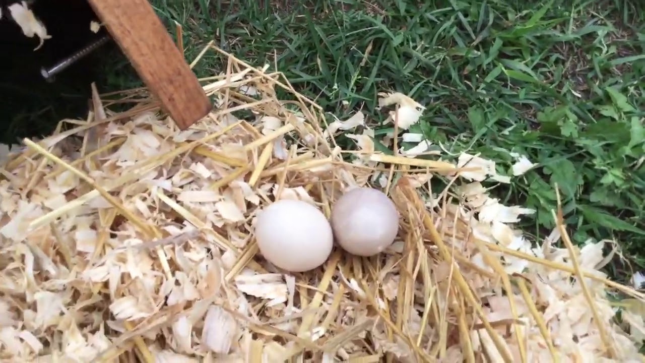 Duck nesting boxes