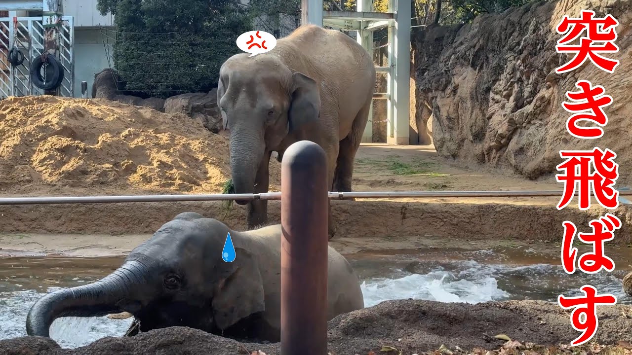 ママにプールに落とされる！唖然のアルンくん！【‎2024年‎12月20日】【上野動物園】アジアゾウ