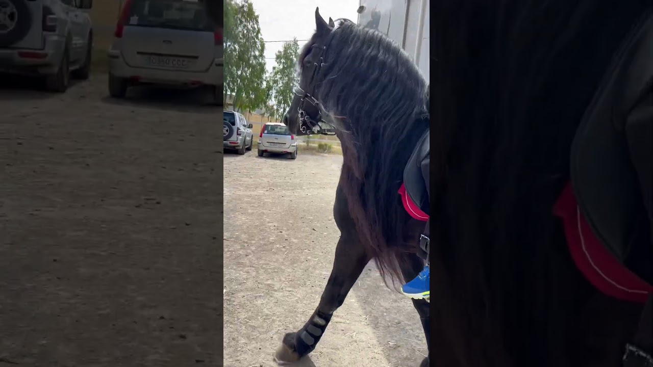 #friese #blackhorse #black #elegant #frison #hengst #bighorse #pferde #pferd #dressurpferd #❤️