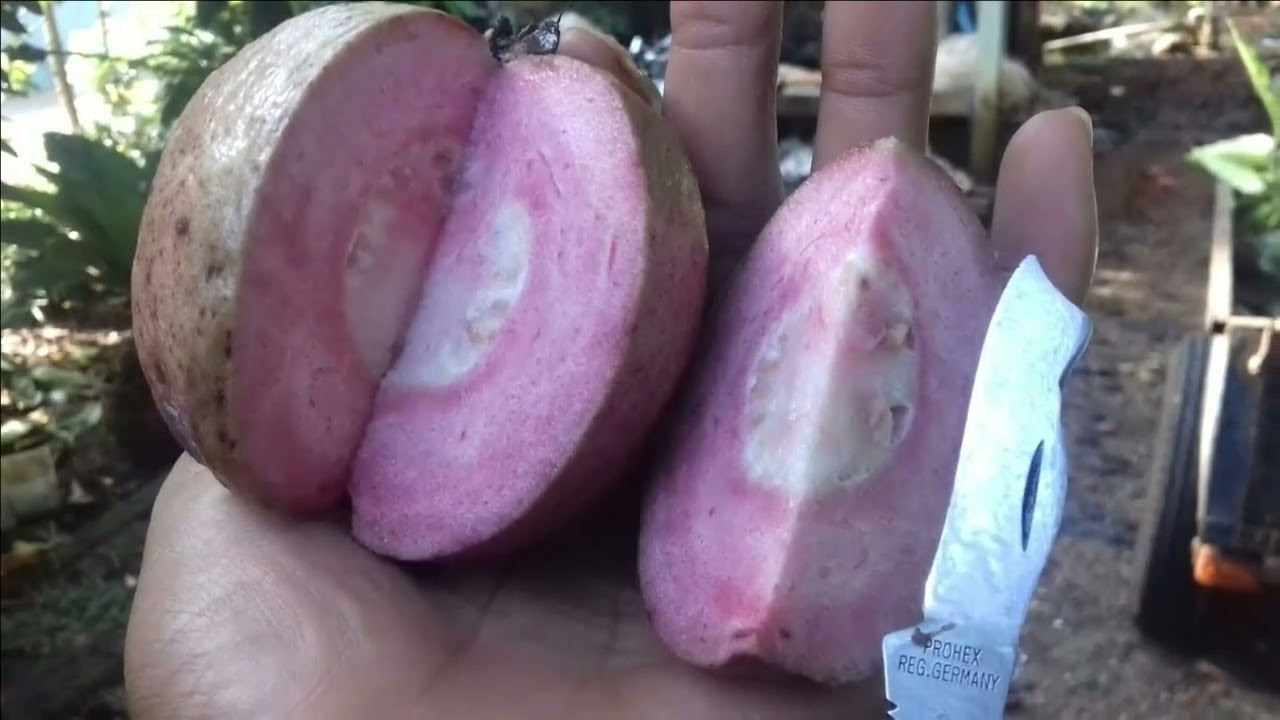 Tidak Hanya Buahnya, Daun Jambu Biji Ungu Memiliki Banyak Manfaat!
