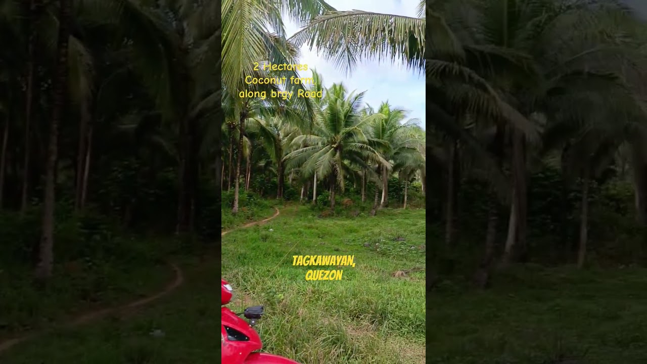 For sale! 2 hectares coconut farm,, flatland, along brgy road. Tagkawayan, Quezon