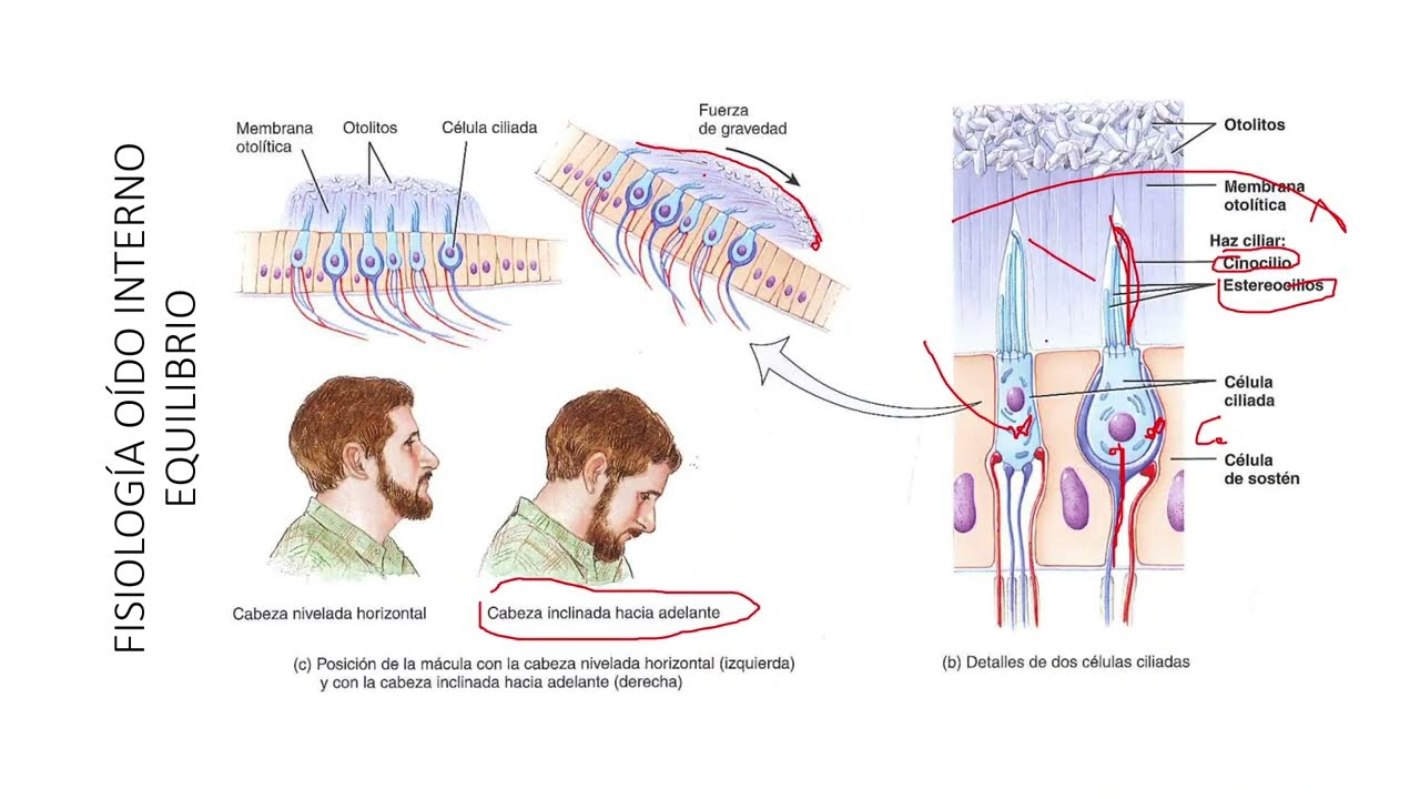 Fisiolog&iacute;a del O&iacute;do Interno. Equilibrio. Curso: Audici&oacute;n y Equilibrio. Pte. 6.