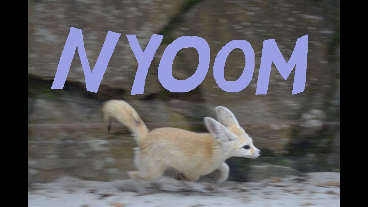 [29]//nyoom &mdash; cerufiffy