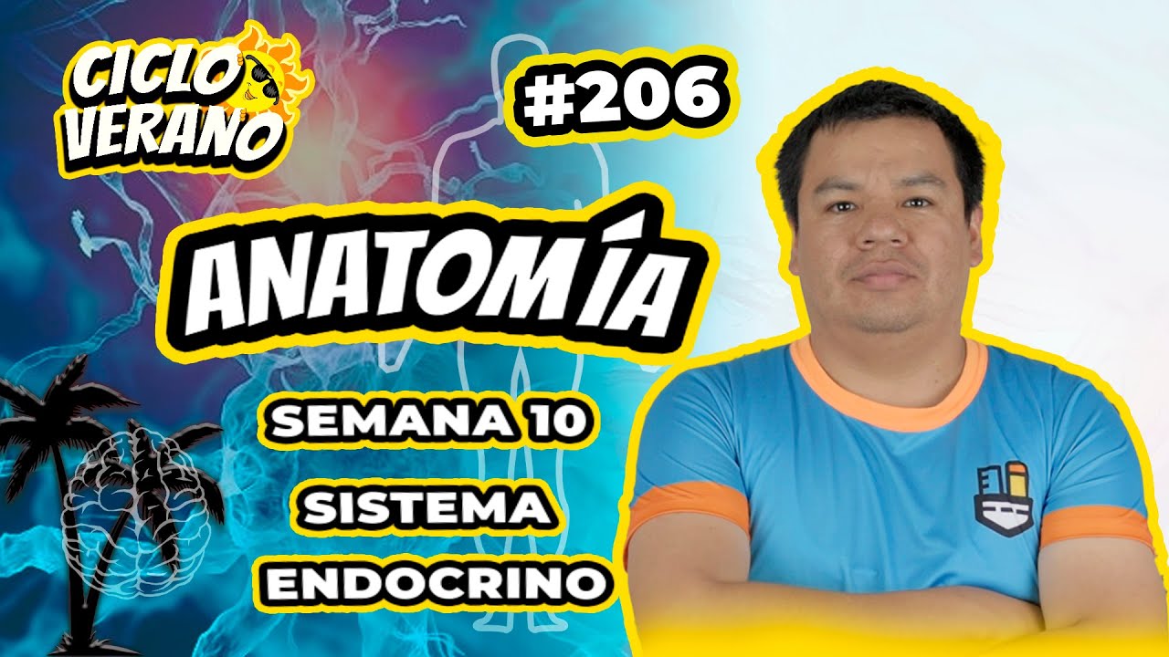 206 - VERANO - SEMANA 10 - ANATOMÍA SISTEMA ENDOCRINO - 14/03/2024