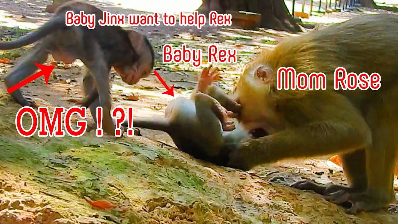OMG! Why Rose Beat baby monkey Rex like this? Feeling so sad to see Rex Get ignored by mom