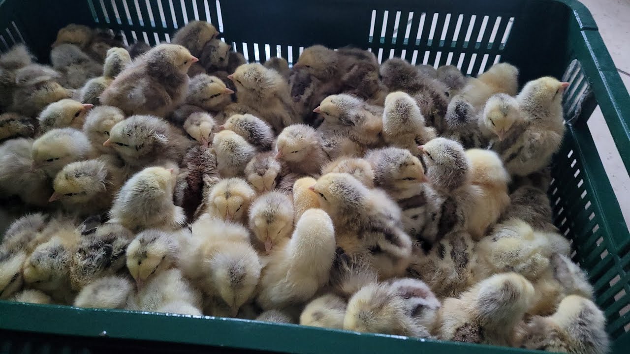 Pui de o zi carne si mixt,rase speciale.Furaje pui ,concentrate pui