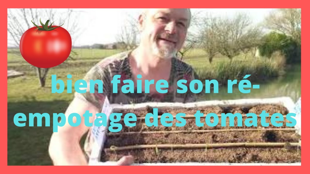 les semis de tomates  comment faire le re-empotage