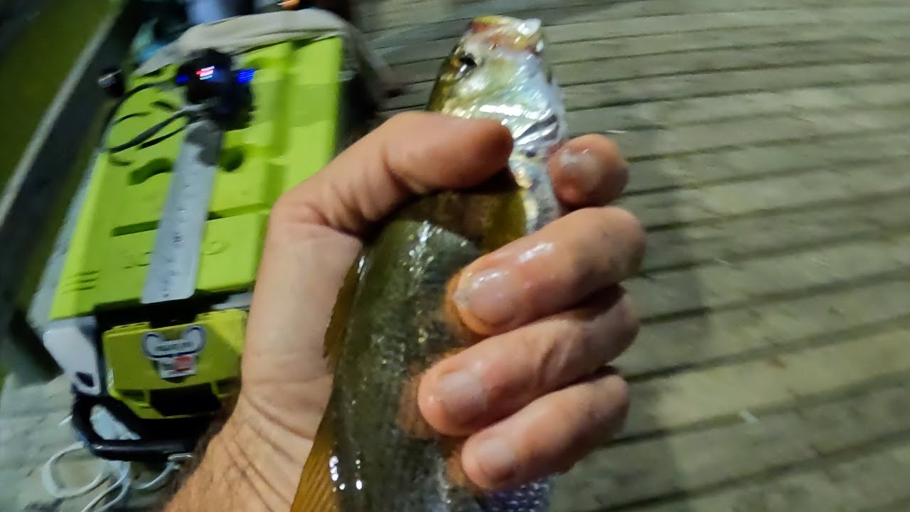 Louisiana Pier Fishing On A Friday Night