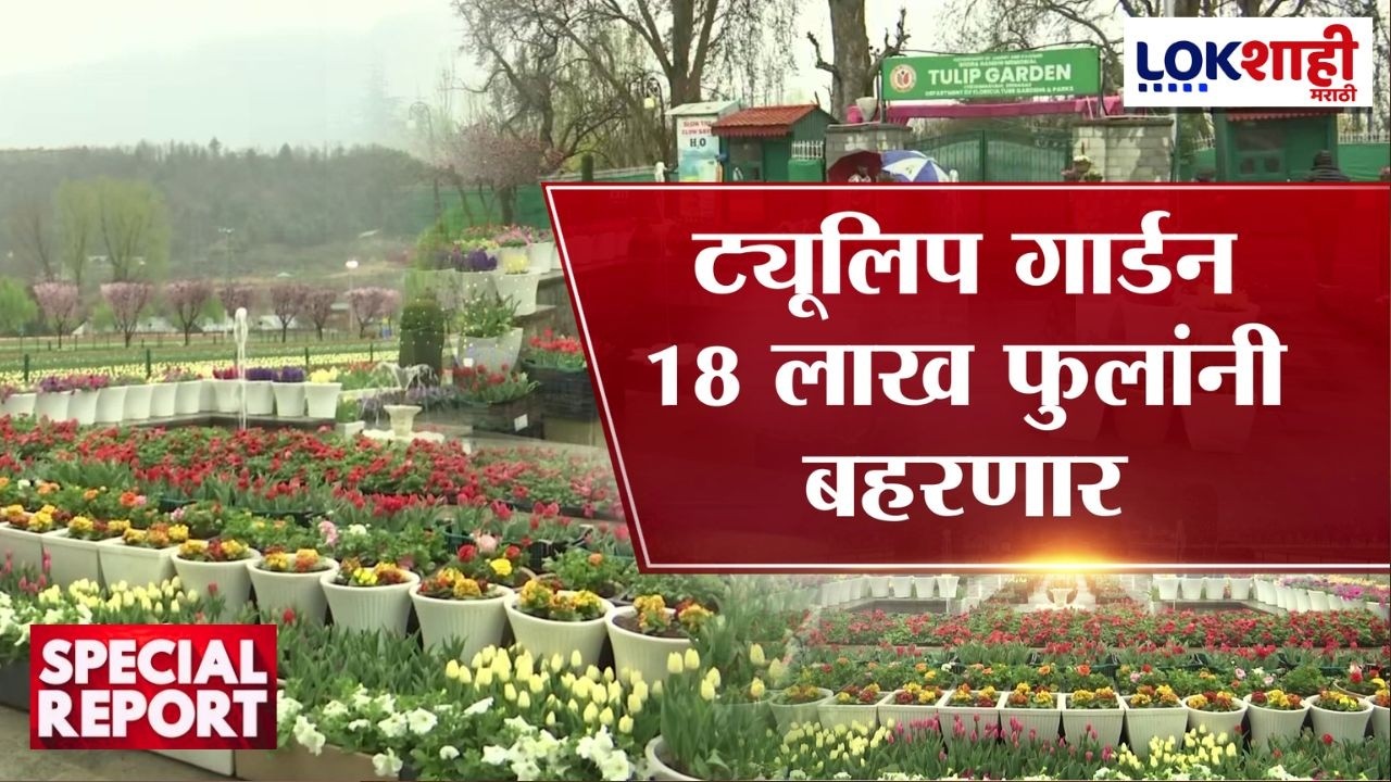 Lokshahi Marathi Special Report | आशियातील सर्वात मोठं ट्युलिप गार्डन 16 मार्चला खुलं होणार