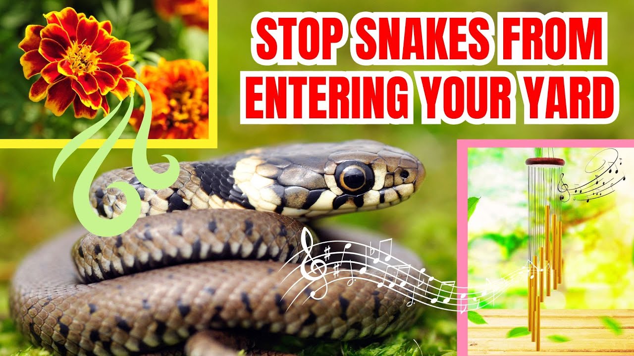 5 Proven Ways to Keep Poisonous Snakes Out of Your Yard 🌿🐍