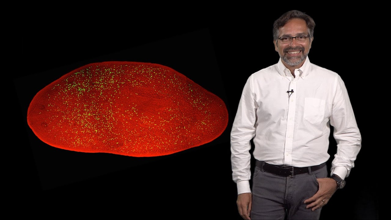 Alejandro Sánchez Alvarado (Stowers, HHMI) 1: Scale, proportion and organ regeneration