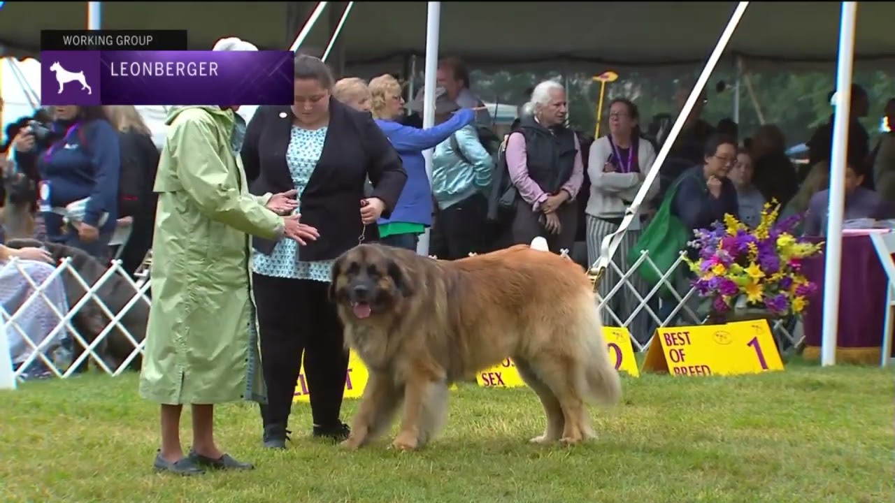 Leonbergers | Breed Judging 2022