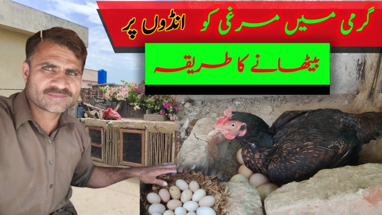 Garmi main murgi ko  Andon par bithane ka tariqa / How to keep a hen sitting on eggs in summer