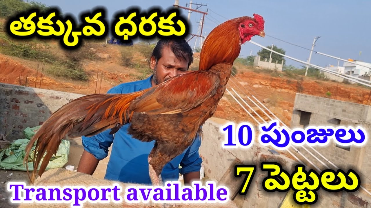 తక్కువ ధరల్లో పుంజులు పెట్టలు 809 63 86 801  AK Aseel Transport available #aseel #aseelmurga 
