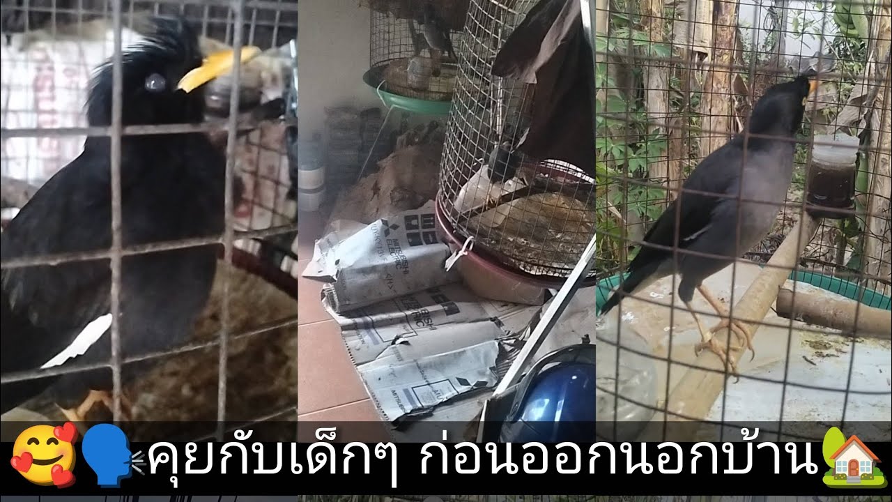 🥰🗣️คุยกับเด็กๆ ก่อนออกนอกบ้าน🏡🐦‍⬛#เอี้ยงหงอน #เอี้ยงพูดได้ #นกเอี้ยง #นกเขา #เอี้ยงจ๋ามหาประลัย🐦‍⬛🔥