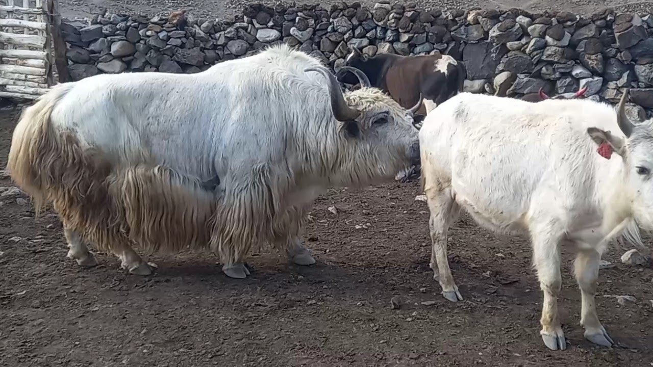 amazing yak meeting! must watch till the end ||Animals Earth ||