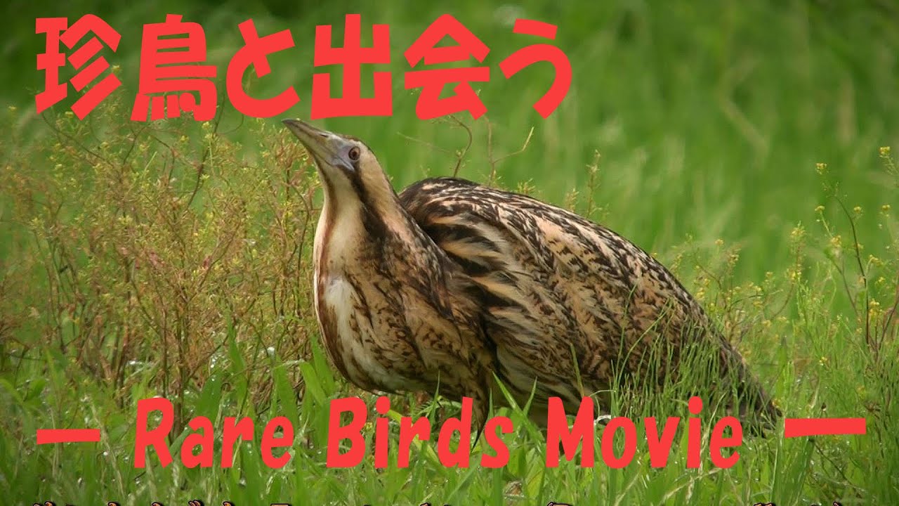 珍鳥と出会う　― Rare Birds Movie ―【Japan Bird Festival 2020】