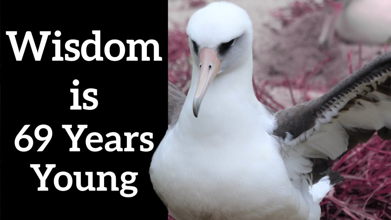 The Oldest Known Banded Bird - Wisdom is 69 Years Old!