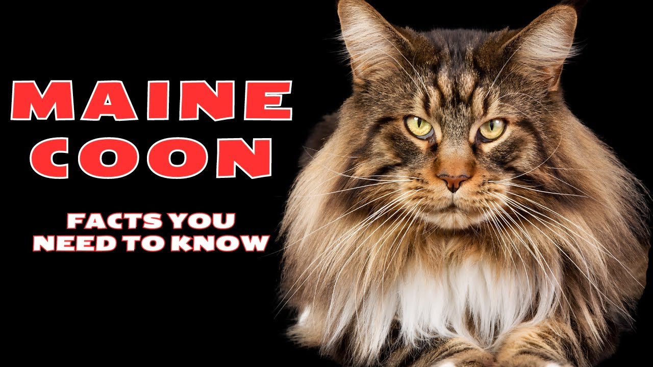 Maine Coon 101: Full Guide l Must Watch Before Getting a Maine Coon