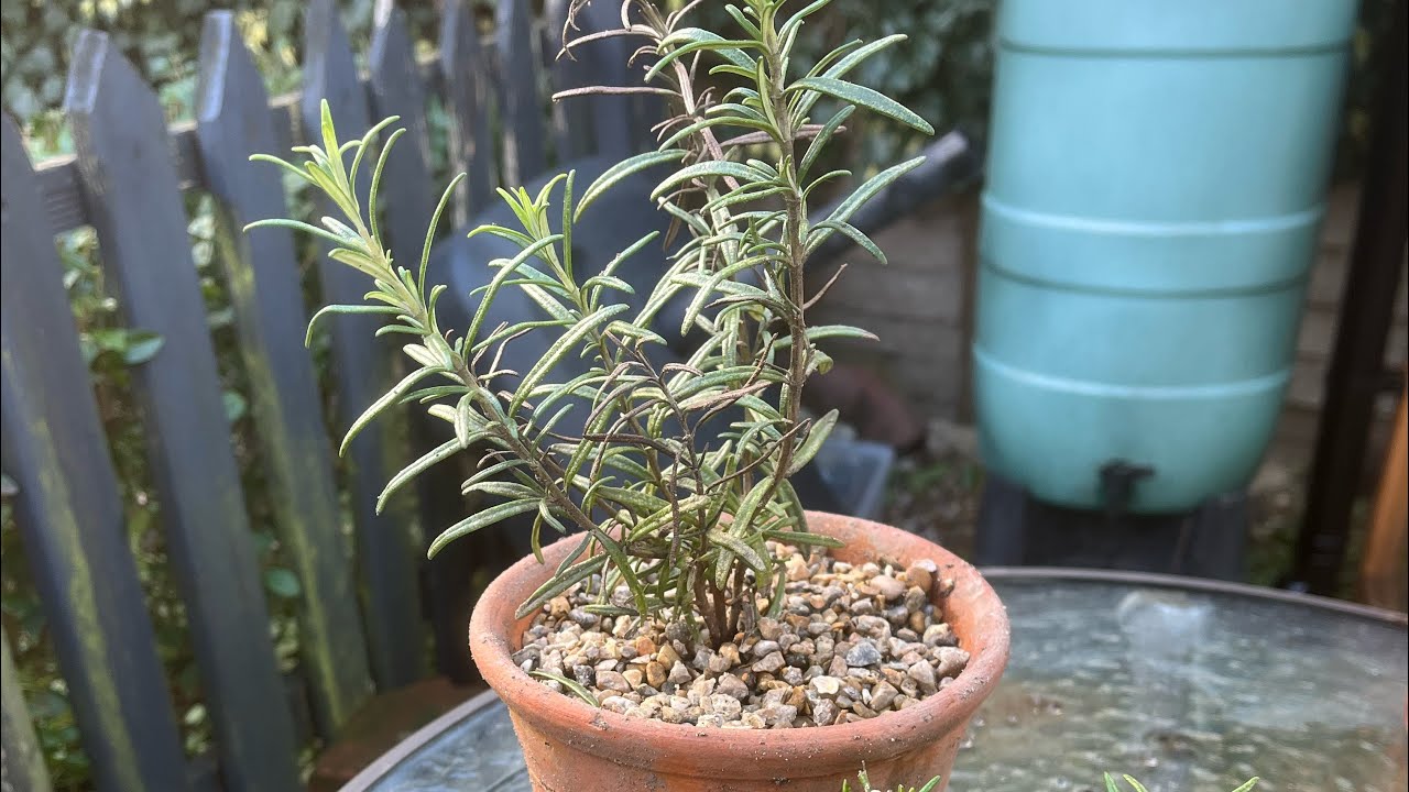 Potting on Rosemary Cuttings