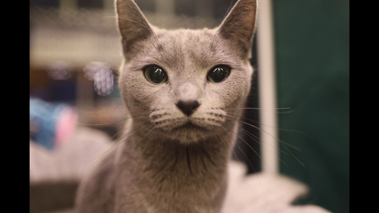 Międzynarodowa Wystawa Kotów Rasowych - Wrocław 07.03.2026