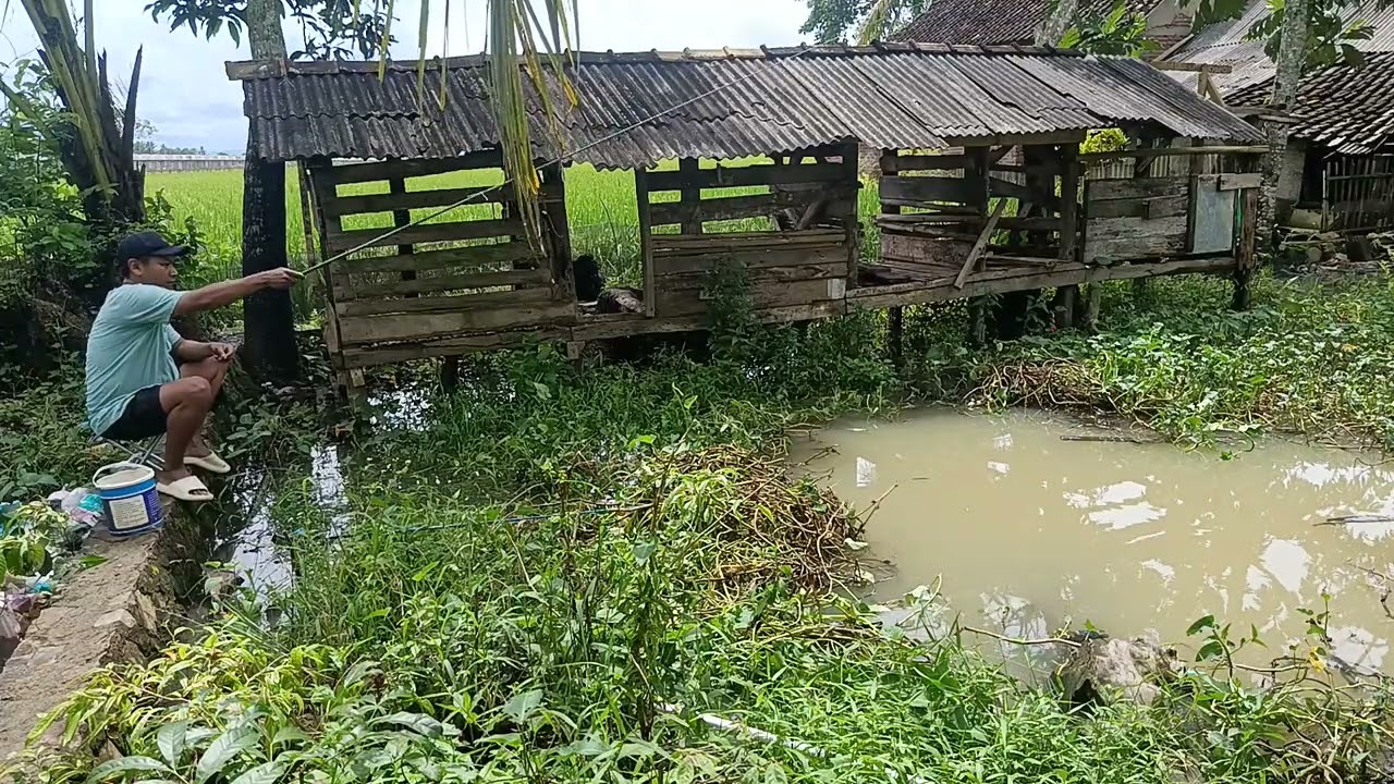 Mancing di pinggir kandang embe. Katanya di kolam ini ada ikan mas segede orok