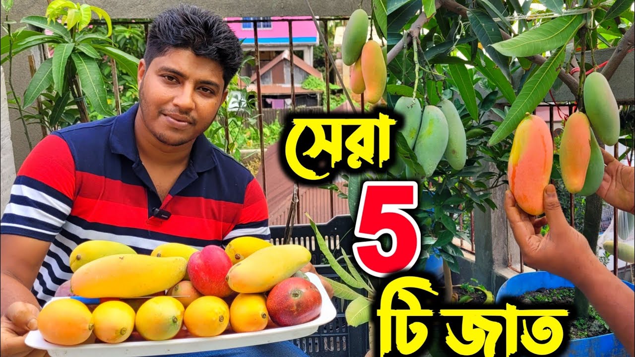 50 টি জাতের মধ্যে কোন 5টি সেরা? টেস্ট ও রিভিউ। best mango varieties for rooftop gardening.