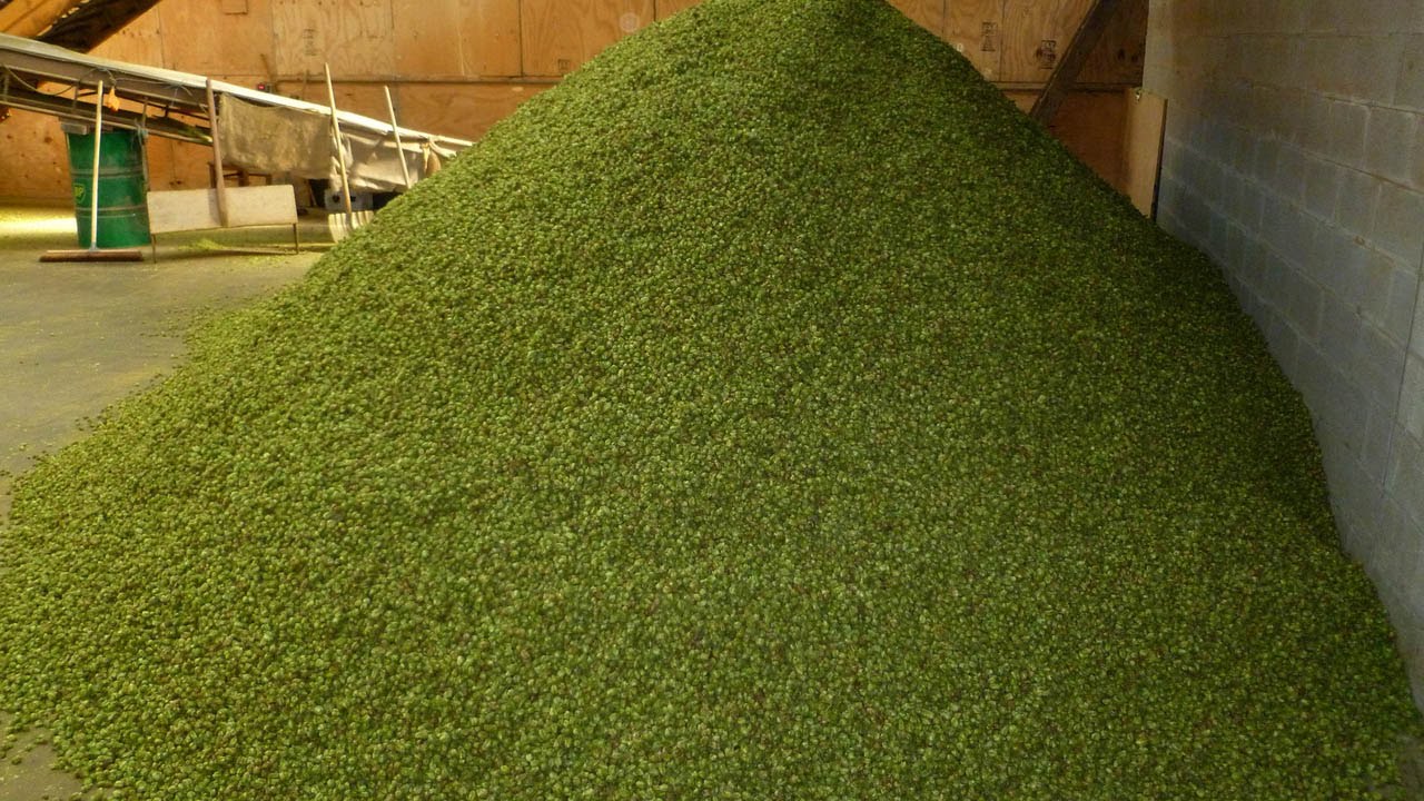 Chemistry of Beer - Unit 6 - Brewmasters' Corner: Boiling and Hopping