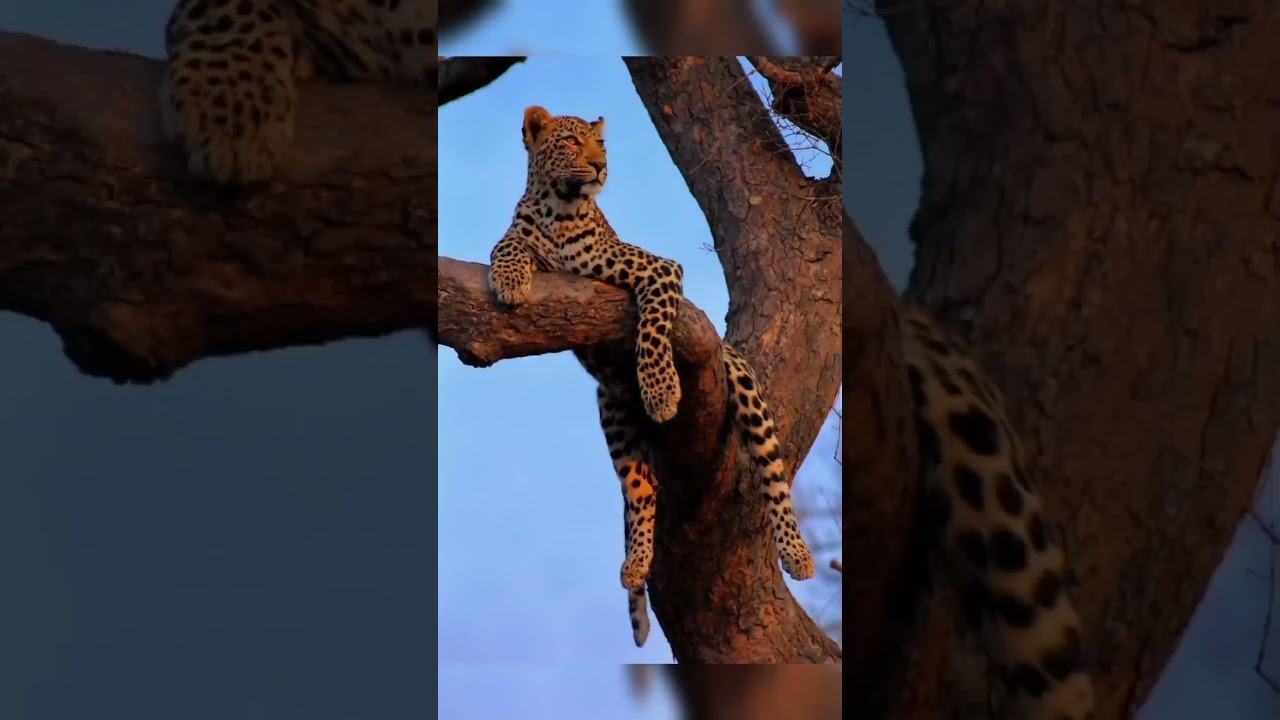 Leopard (Panthera pardus) ❤️