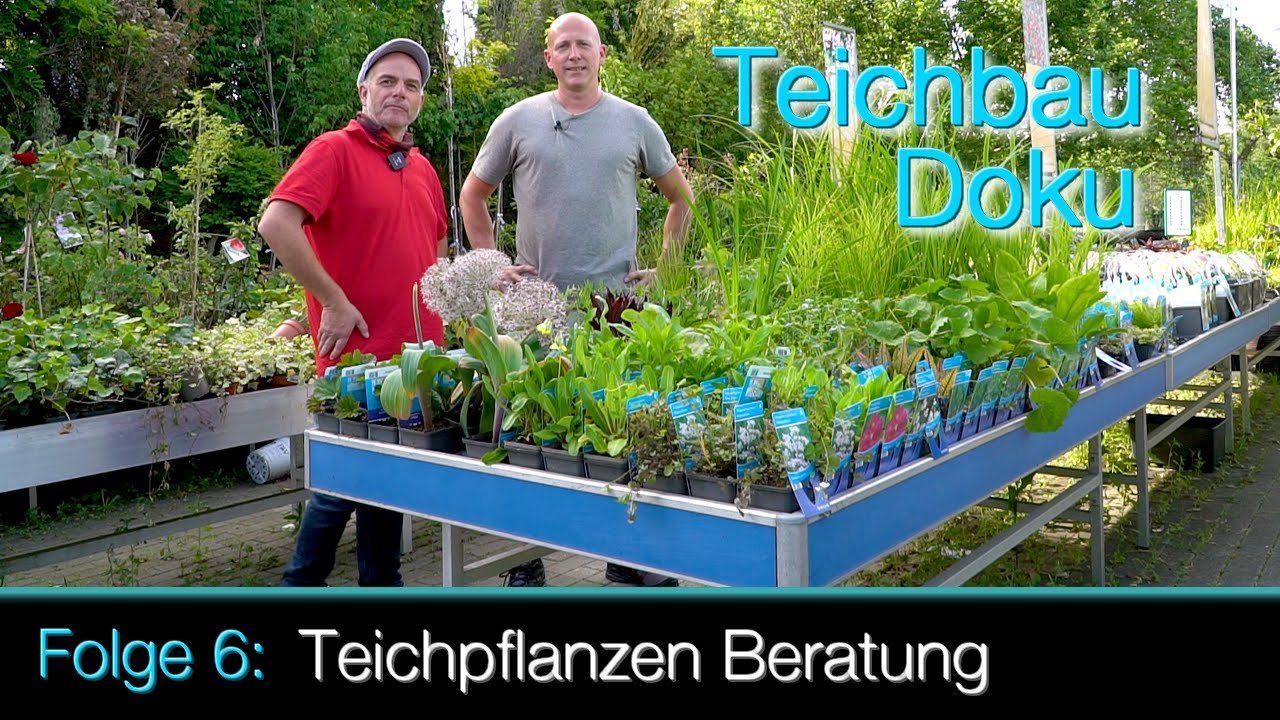 Teichbau Doku - Folge 6 Teichpflanzen Beratung