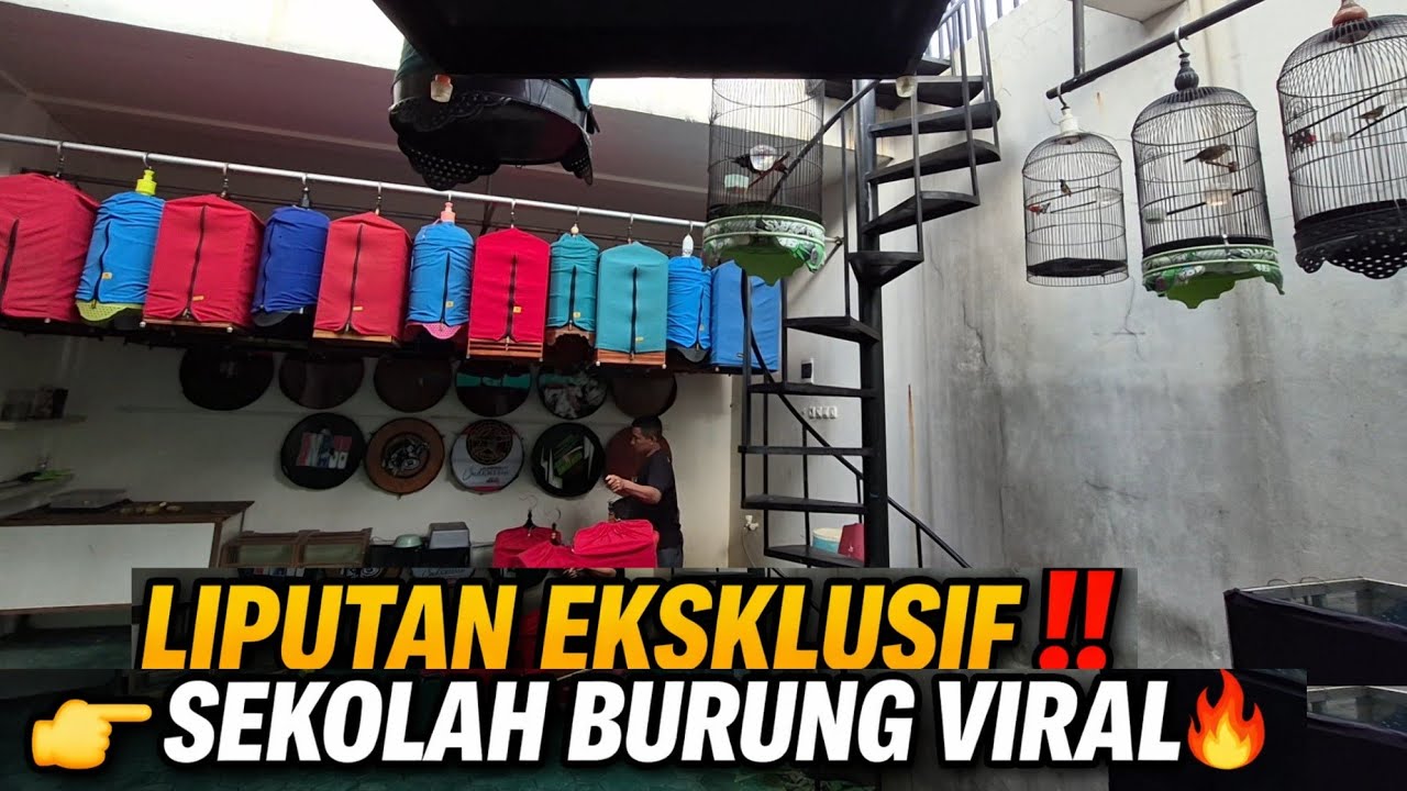 LIPUTAN EKSKLUSIF ‼️ SEKOLAH BURUNG VIRAL 🔥 TROTOL FIGHTER CALON JUARA | M2 GALERY 101