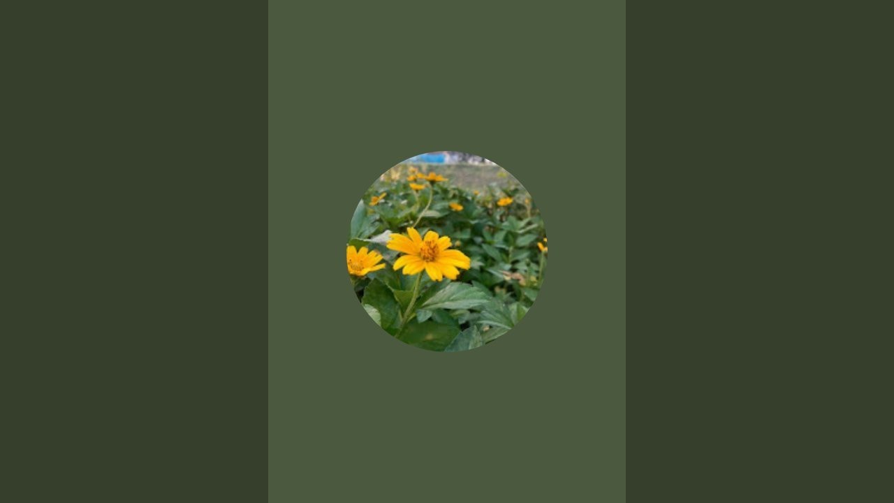 Minu's Farm & Lifestyle  is live শুভ বিকাল, বন্ধুরা সবাই কেমন আছো