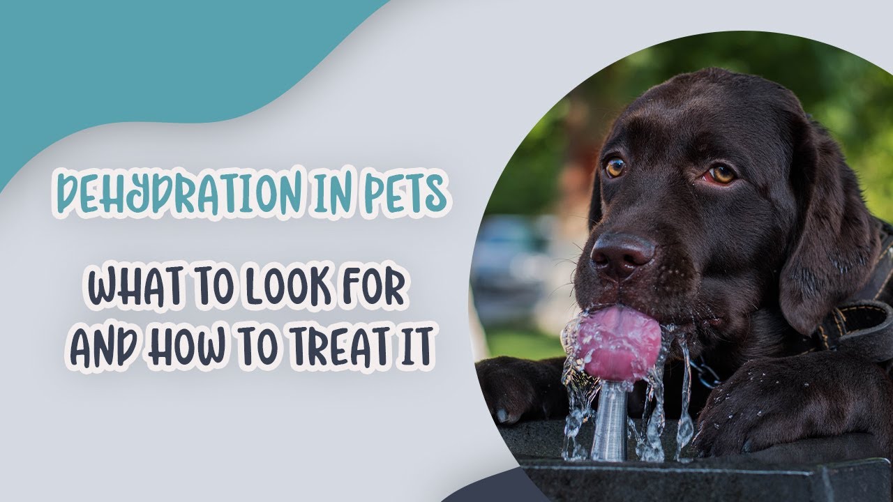 Dehydration in Pets: What to Look for and How to Treat It