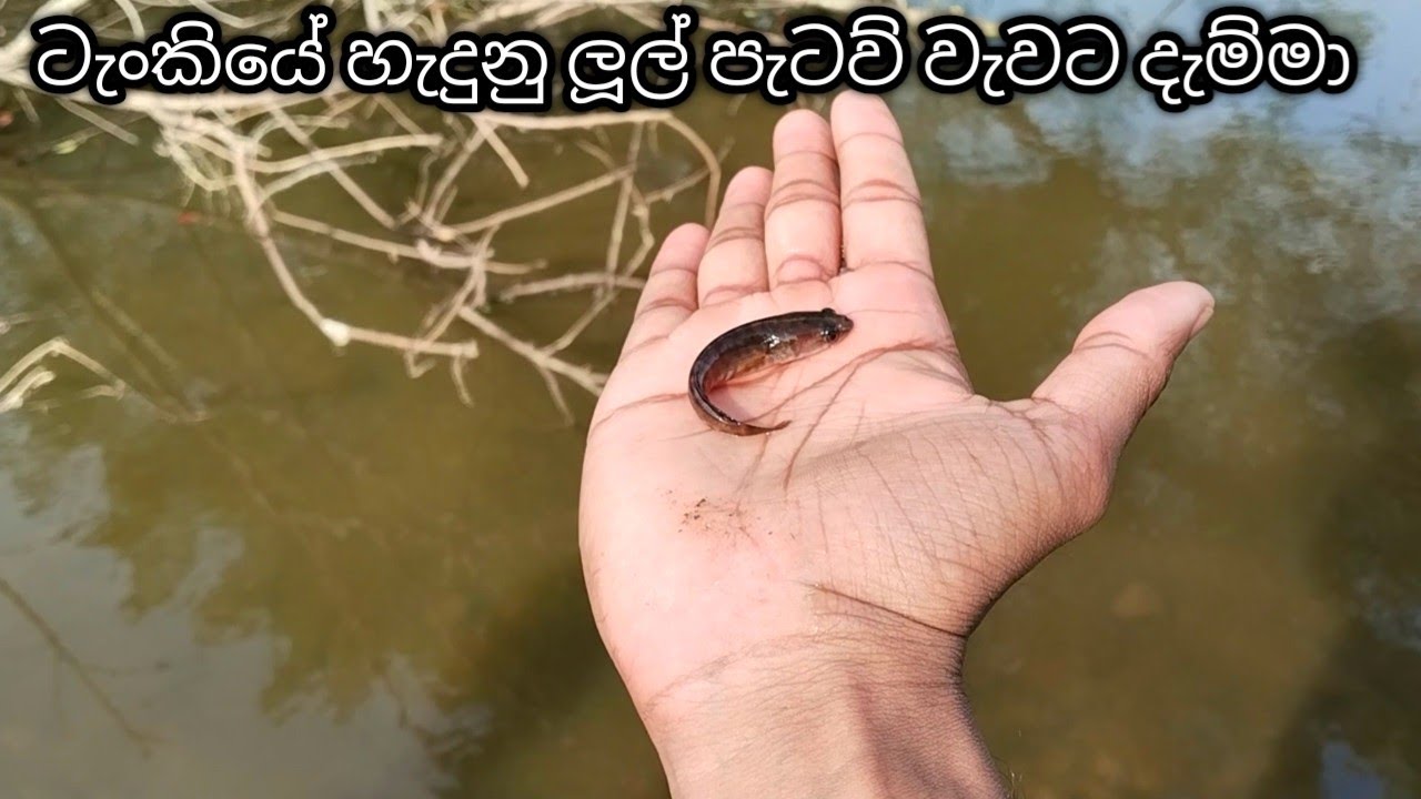 ටැංකියෙ හැදුනු ලූල් පැටව් වැවට දැම්මා Baby snake head fish in srilanka 