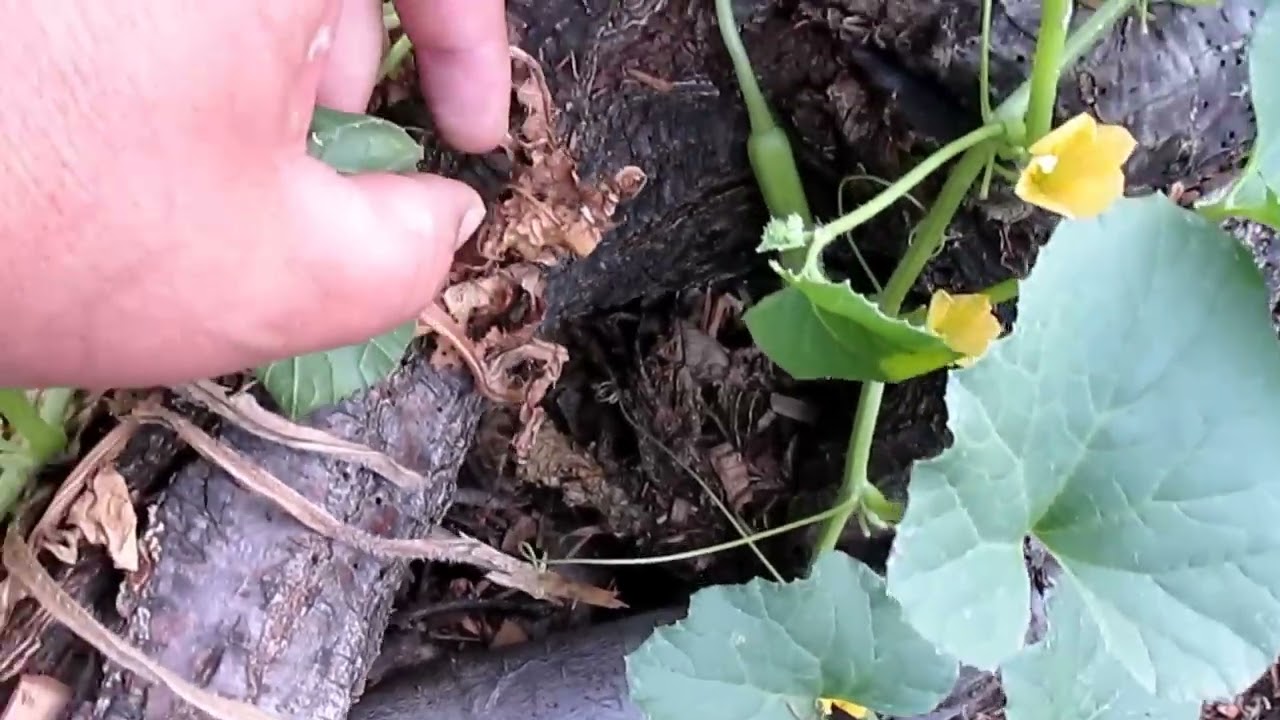 1, 3 & 4 Year Old Hugelkultur Results | & Does Wood Deplete Nitrogen In The Soil?