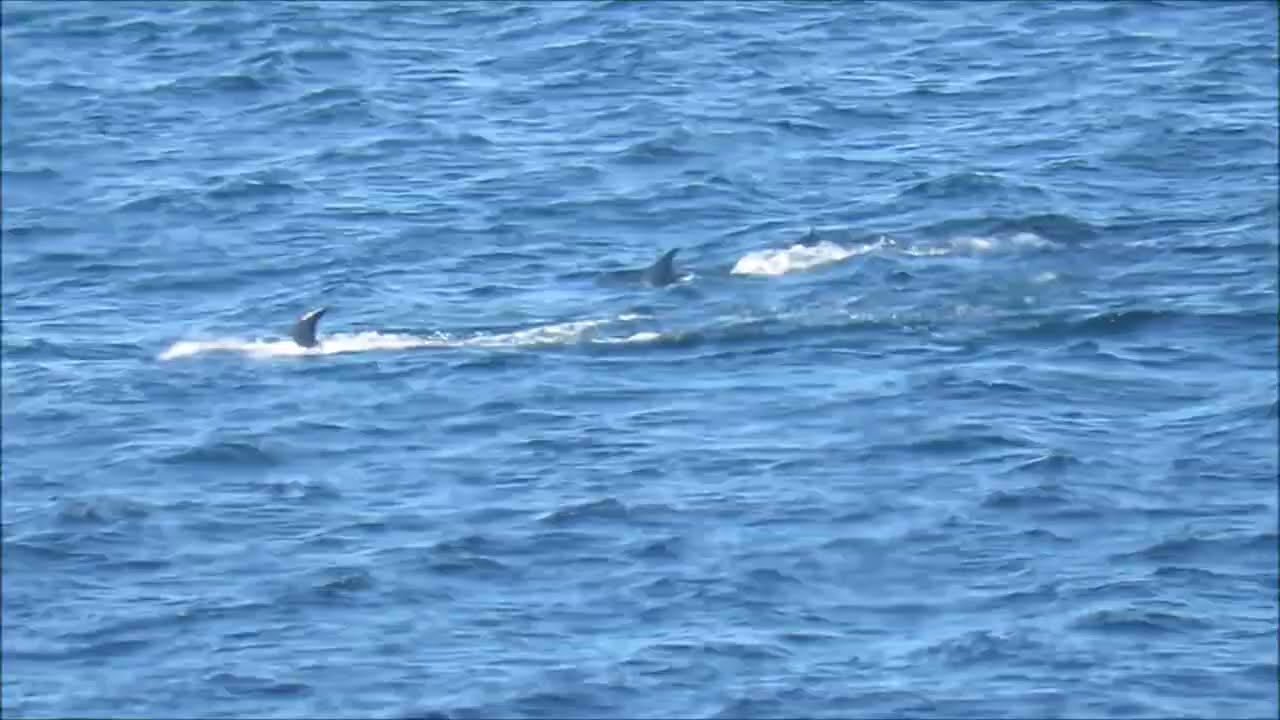 Ballena sei (Balaenoptera borealis).