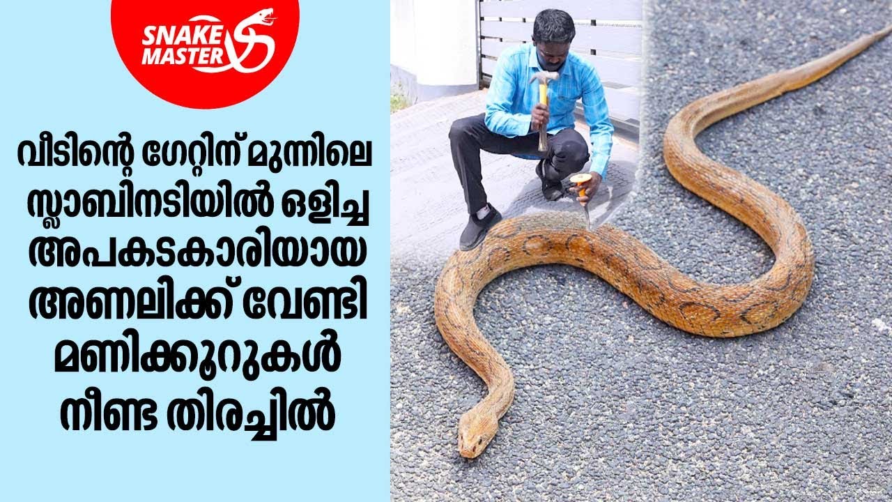 സ്ളാബിനടിയിൽ ഒളിച്ച അപകടകാരിയായ അണലിക്ക് വേണ്ടി മണിക്കൂറുകൾ നീണ്ട തിരച്ചിൽ | Snakemaster EP 949