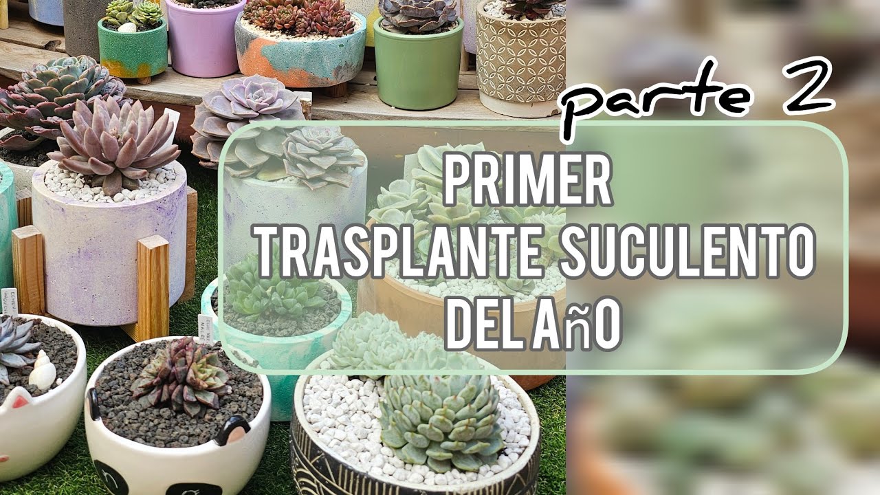 Primer trasplante Suculento del año / Segunda Parte /Jardín Suculento