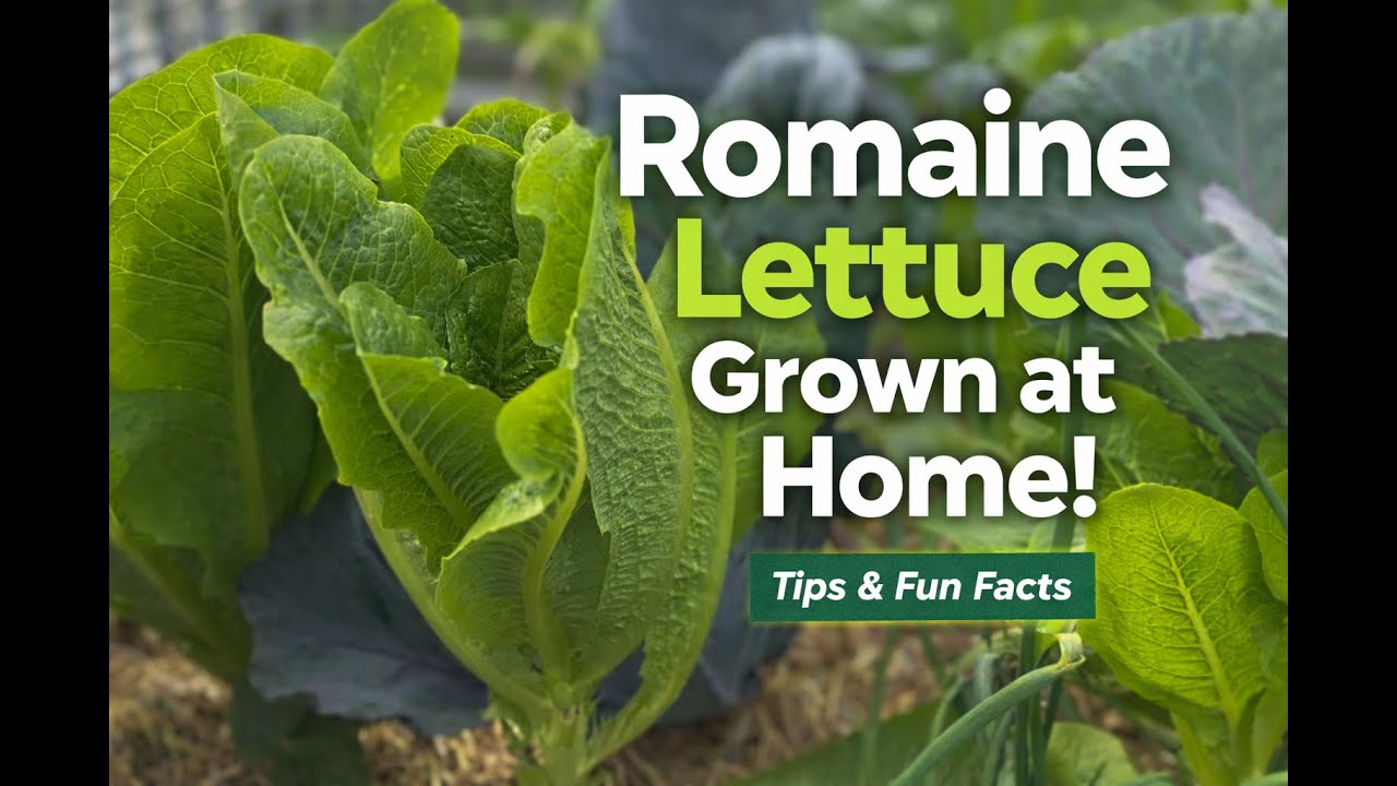 Romaine Lettuce Grown in My Garden (Tips & Fun Facts)